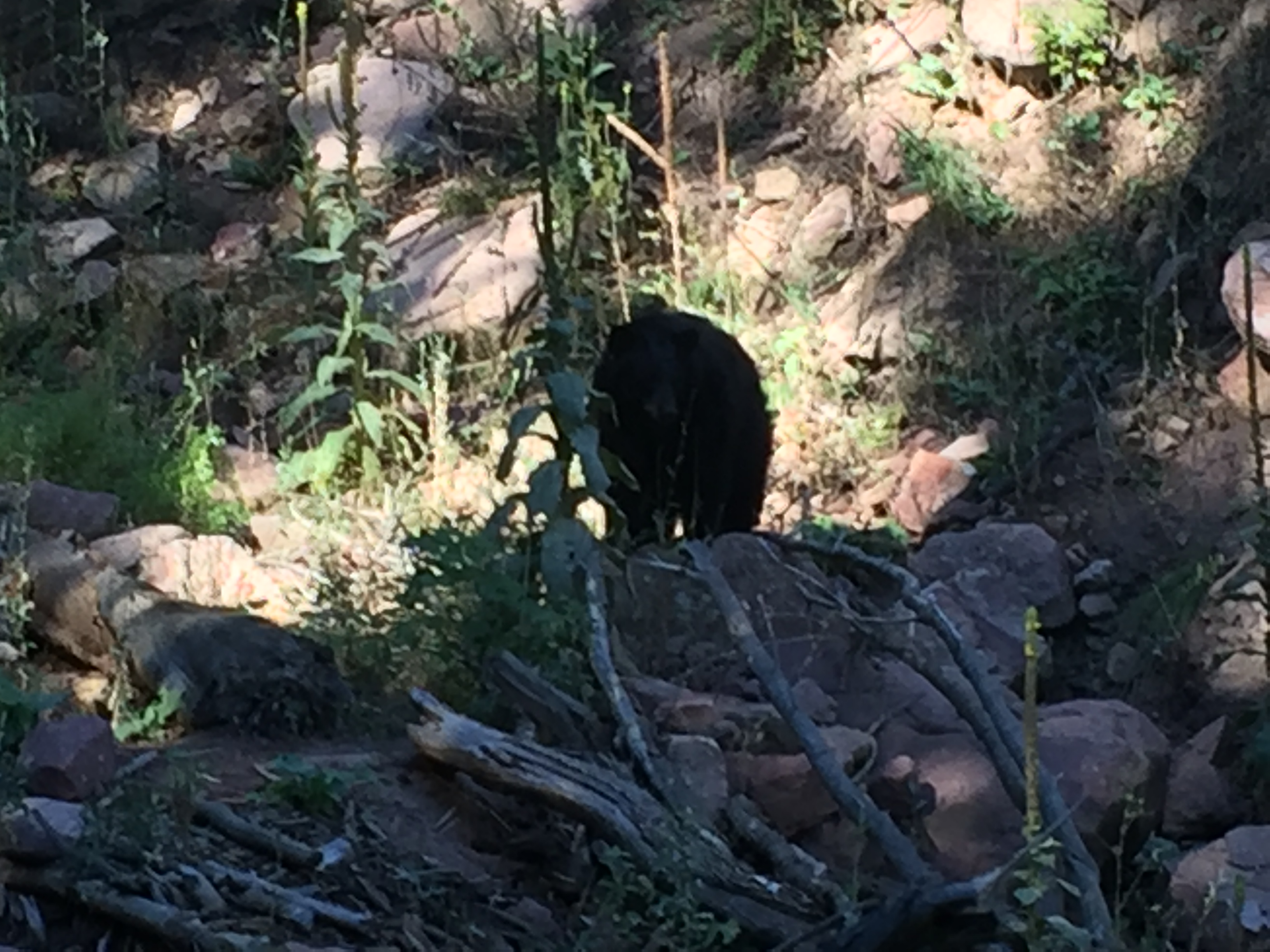 Black bear in Boulder
